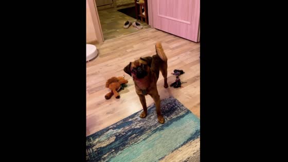Petite Brabancon brings slippers and other things at the command of the owner!