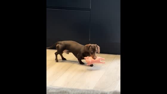 Miniature Dachshund helps himself to toy