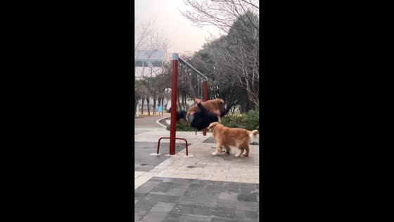 Man and golden retriever share swing mishap in Henan, China