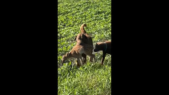 Dog’s surprising hunt with fawn in South Carolina, USA
