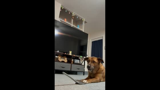 Dog catches treat launched from spatula in Staatsburg, New York, USA
