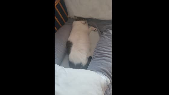 Cat named Chimmy sleeps on baby's crib