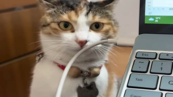 Cat persistently plays with laptop charger in Anhui, China