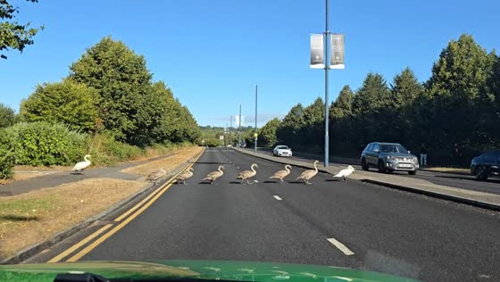 Family of swans calmly crosses road in Swansea, Wales, UK