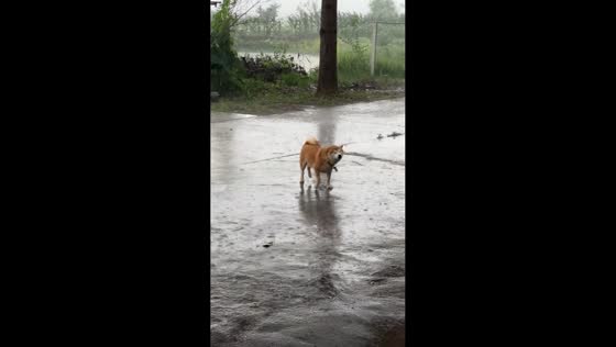 Shiba Inu scratches face in annoyance as rain falls during walk in Hunan, China