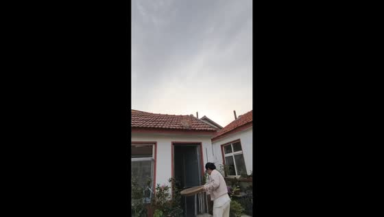 Cat calmly steps into winnowing basket on rooftop in Shandong, China