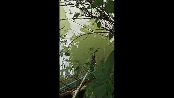 Man rescues drowning kitten using net in Guangdong, China