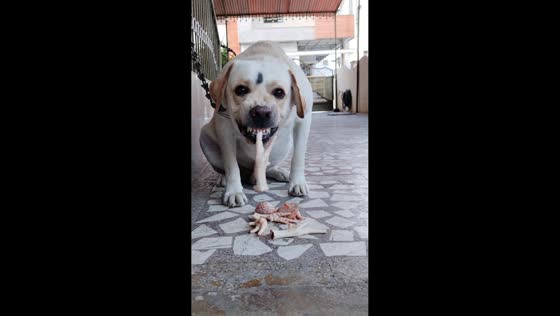 Aggressive dog growls while eating chicken feet in Bangalore, India