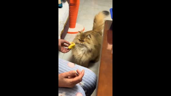 Cat reacts hilariously to durian smell in Yunnan, China