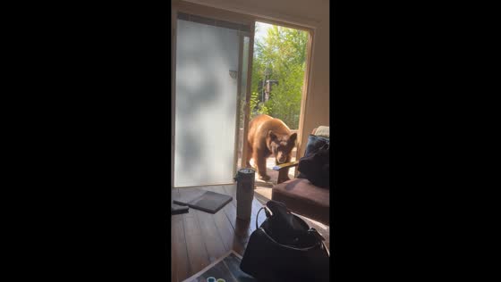 Bear surprises homeowner in Tahoe, California, USA