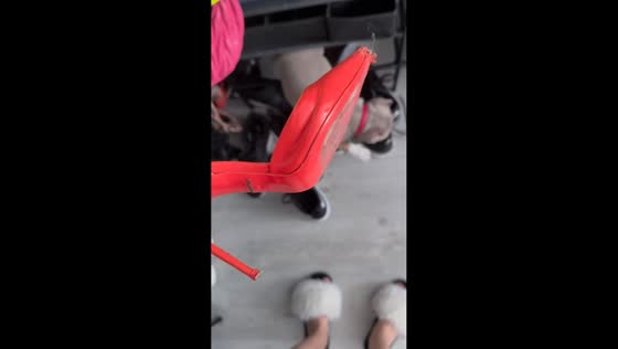 Dog caught biting owner's shoe refuses to let go in Krasnodar, Russia