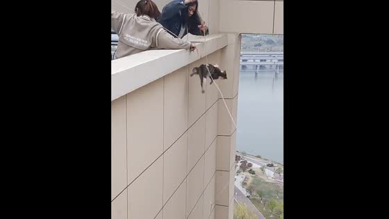 Women rescue cat using rope in Shaanxi