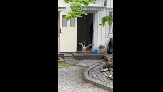Person chased by goose in Swedish home sparks laughter