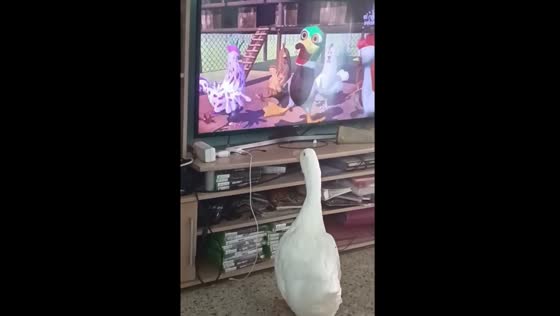 Pet's quirky TV time: mimicking farmyard friends