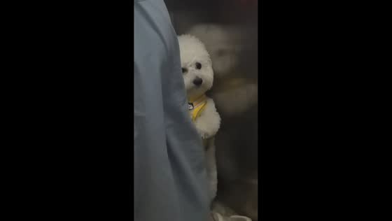 Cute shy dog hides beside owner in elevator in Sichuan, China