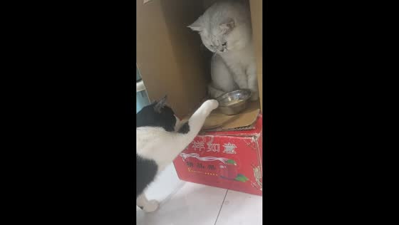 Two cats share food moment with box trick in Shanghai, China