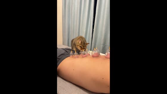 Cat steals cupping cup during therapy in Guizhou, China