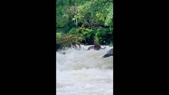 Elephant swept away by water in Gudalur, Tamil Nadu, India