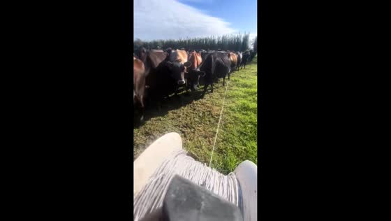 Cows charge into pasture after fence is removed in Kaitaia, New Zealand