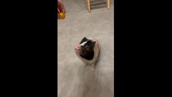 Training Olivka: mini pig treat session in Vinnytsia, Ukraine