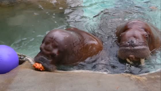 Walruses enjoy spooky seafood jack-o-lanterns in Tacoma, Washington, USA