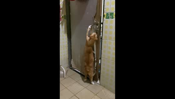 Clever cat opens door in Jakarta, Indonesia