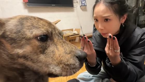 Video shows dog reacting to 'authoritative version of the little bunny'