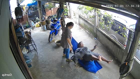 Playful dog triggers hammock collapse in Nong Ki, Buriram
