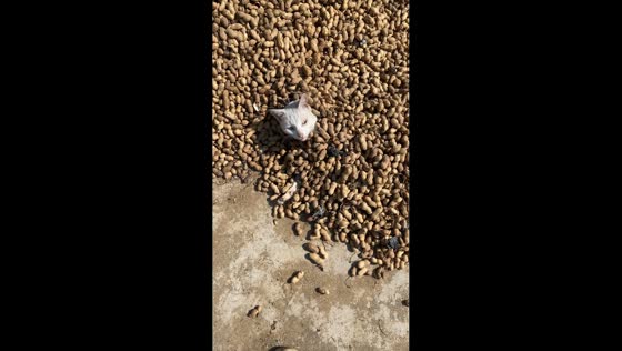 Peaceful cat nap interrupted by peanuts in Shandong, China