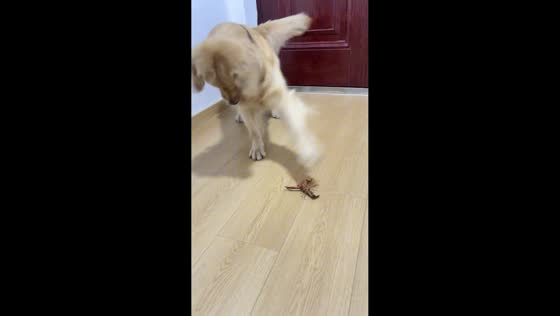 Dog playfully taps crayfish in Jiangsu, China