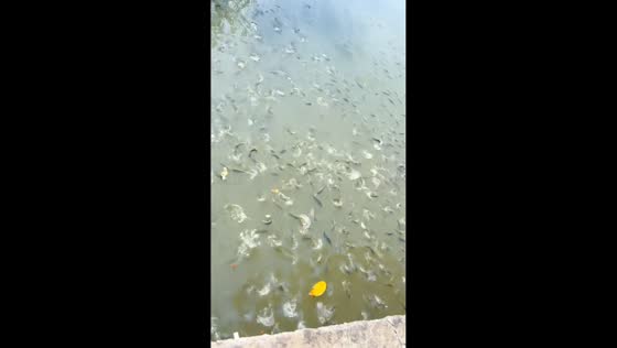 Shouting startles still fish in river in Guangdong, China