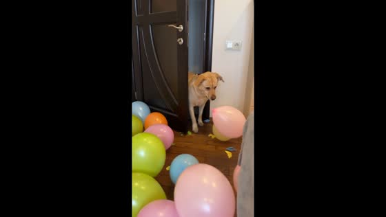 Balloon bonanza: Molly the dog's delightful destruction