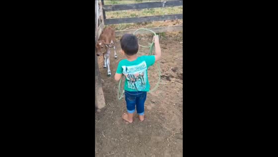 Little boy tries to rope calf and runs off scared in Governador Jorge Teixeira, Rondônia, Brazil