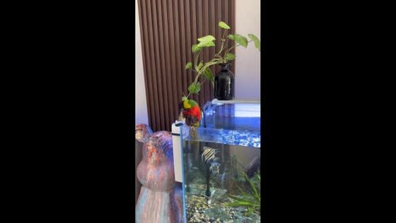 Parrot splashes and swims in aquarium in Liaoning, China
