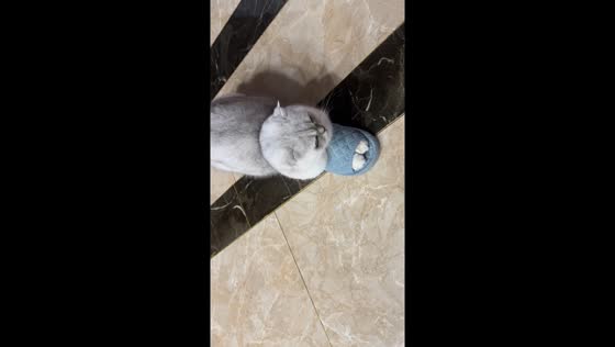 Scottish Fold cat adorably "wears" slippers in Jiangsu, China
