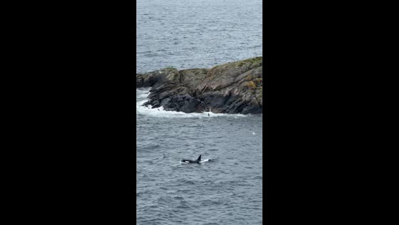 Orcas spotted swimming near shore in Vågan, Norway