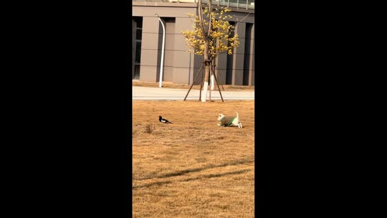 Dog and wild bird engage in playful chase outdoors in Jiangxi, China