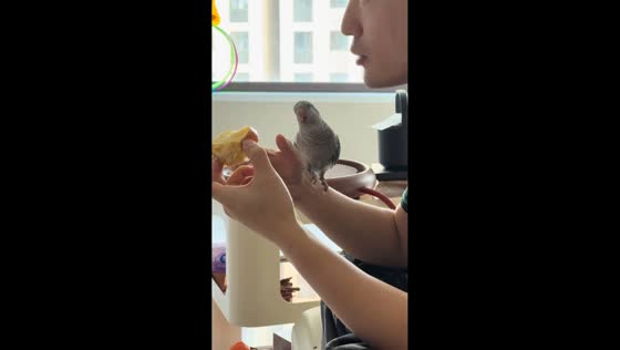 Pet parrot playfully insists on sharing an apple in Jilin, China