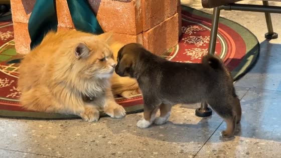 Pet cat and puppy share first cuddle in Zhejiang, China