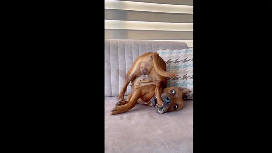 Charming canine shenanigans: dog delights in self-play on the couch!