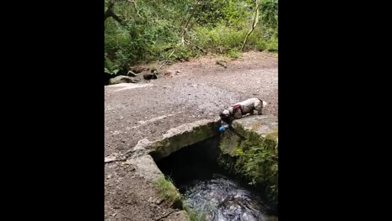 Dog plays with ball in river in Pontevedra, Spain