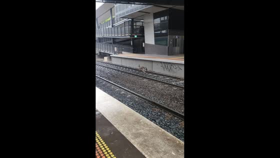 Kangaroo hops onto train tracks at Wyndham Vale station in Melbourne, Victoria, Australia