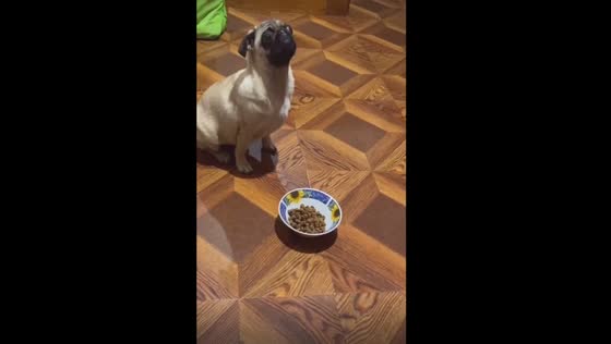 Finding a deeper connection with a dog: a tale of understanding and friendship
