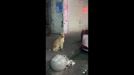 Calm dog with drawn glasses sits by roadside in Guangdong, China