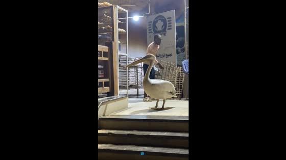 Man tries to drive away pelican on staircase in Ain Sokhna, Egypt
