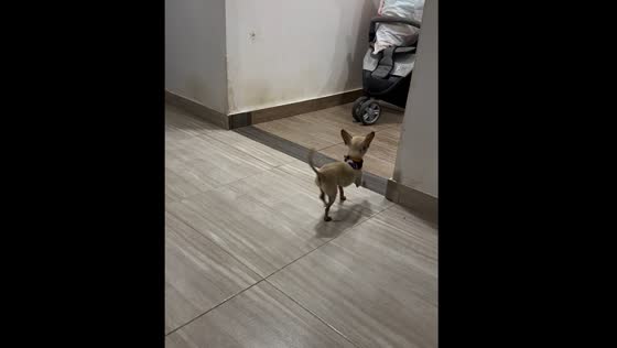 Dog runs to eat in a dance-like motion