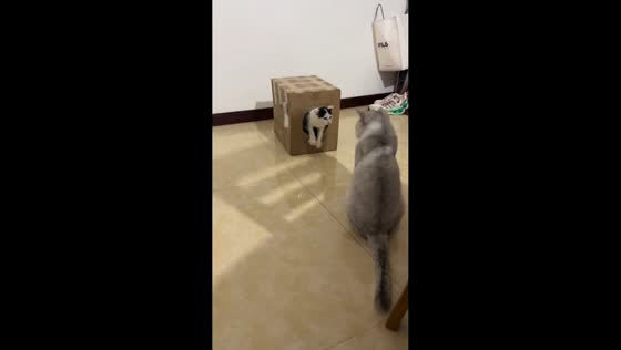 Playful kitten accidentally trapped in box in Sichuan, China