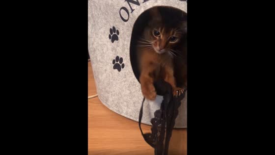 The mischievous cat refuses to return stolen underwear to its owner