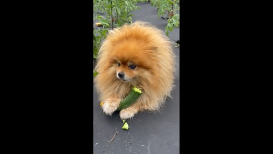 Dog enjoys munching on cucumber in garden in Salavat, Russia