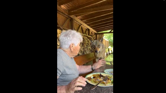 Ageless bonds: heartwarming dinner with grandma and her furry companion